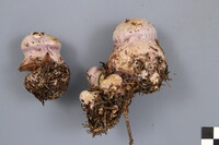 Cortinarius traganus image